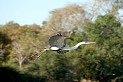 Picture 'Br1_0_01054 Great blue heron, Brazil'